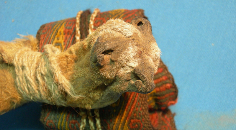 The fox-snout pouch.